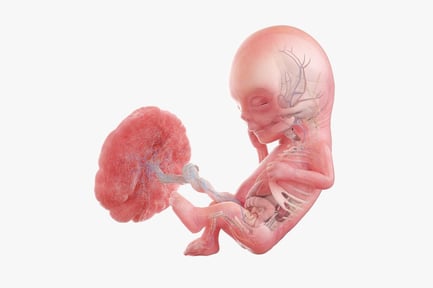 Preview: 12-Week Fetus Anatomy with Placenta