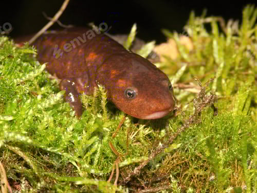 Preview: Closeup on the huge Chinese paddletail newt, Pachytriton D , posed on green moss