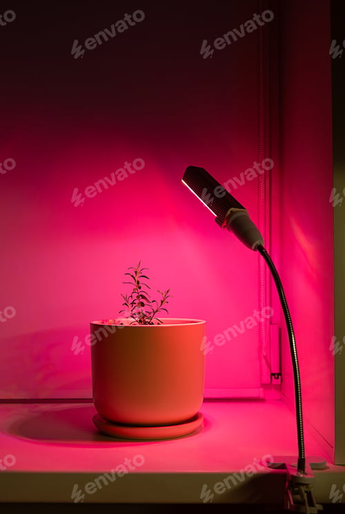 Preview: Small potted lavender plant under grow light with pink hue.