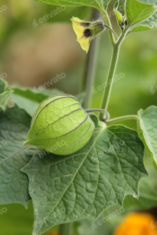 Preview: Gooseberry