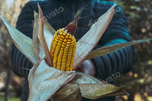 Preview: Close up of farmer man holding and showing at the camera a natural corn. Grain maize