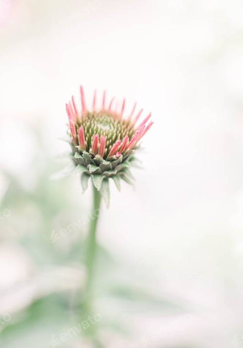 Preview: Cone flower blooming on a light pastel color background