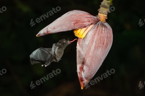 Preview: Bats feeding at night in Costa Rica