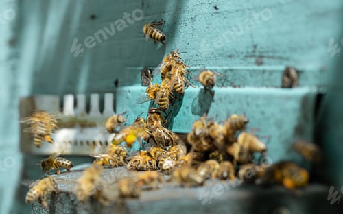 Preview: Close-up of a bee on a beehive in an apiary.