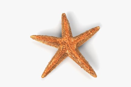 Vista previa: Estrella de mar con textura puntiaguda