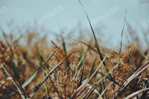 Preview: Depth of field. Plants. Background. Farm.