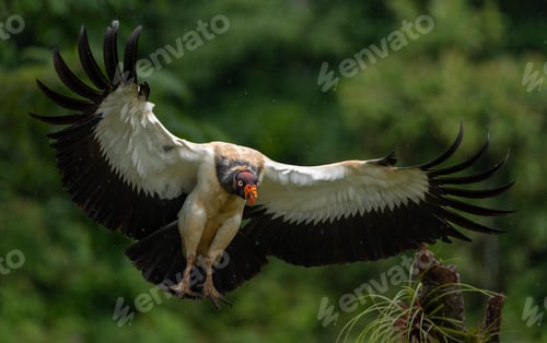 Preview: A King Vulture in Rainforest in Costa Rica