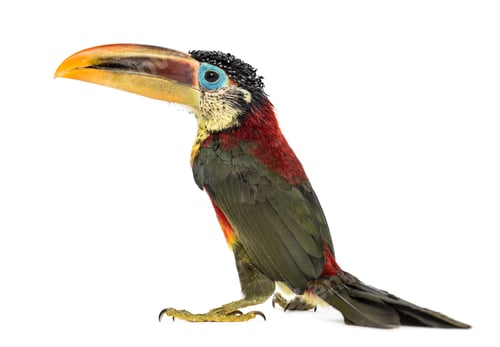 Preview: Curl-crested aracari, isolated on white