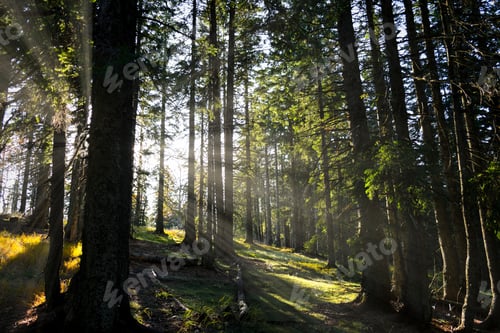 Preview: nature