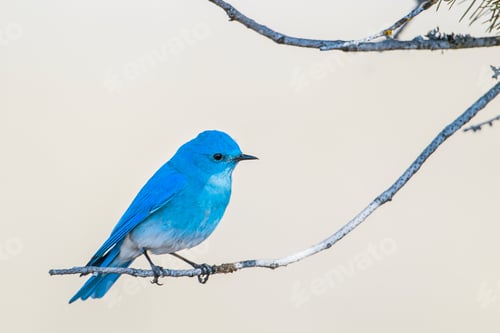 Preview: Mountain bluebird perched on twig.
