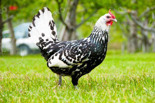 Preview: Hens on a traditional free range poultry organic farm grazing on the grass