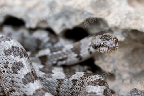 Preview: European Cat snake (Telescopus Fallax) or Soosan Snake, on the island of Malta.