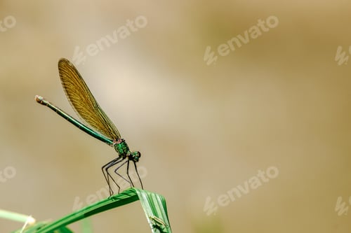 Preview: Selective focus shot of a damselfly sitting on a grass leaf with blurred background