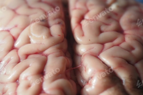 Preview: Close-up view of animal brain