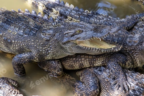 Preview: Siamese crocodiles Mekong delta in Vietnam