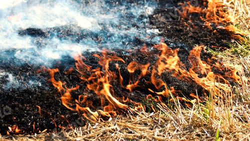 Preview: Fire burning dry grass.