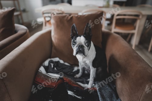 Preview: Cute Boston Terrier Dog Sitting on a Chair