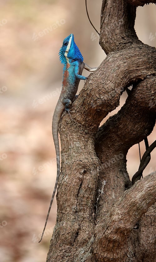 Preview: Vertical shot of a blue iguana climbing up a wooden tree branch