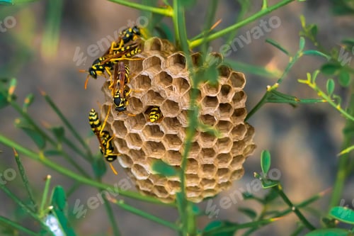 Preview: Wasps in a nest on plant