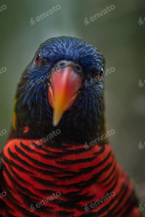 Preview: Coconut lorikeet Bird Close-up Trichoglossus haematodus
