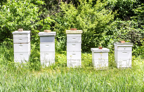 Preview: Bee Hive Boxes