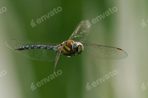 Preview: Migrant hawker flutters above a lush green meadow, its wings catching the light of the sun above