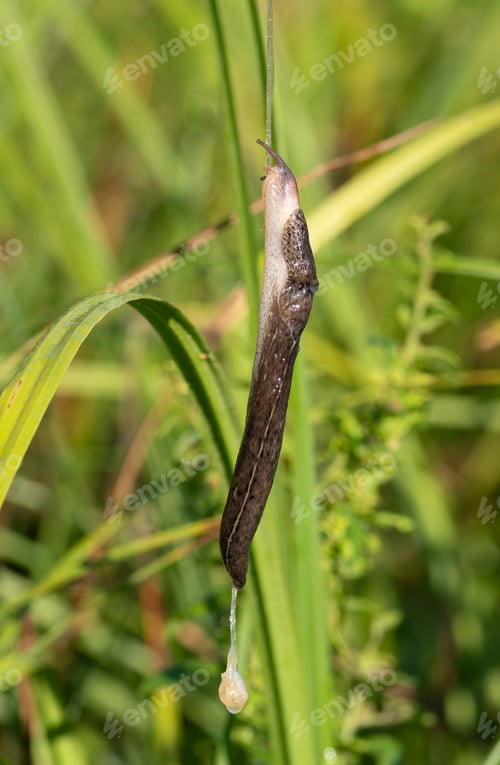 Preview: Leopard slug, Limax maximus. Early morning on the riverbank. A slug crawls up a rope of slime