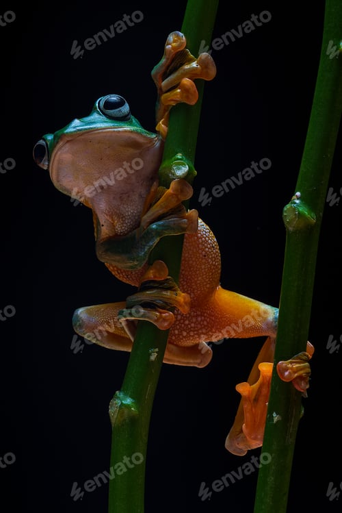 Preview: Green frog in a green branch with black background