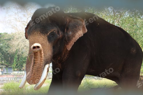 Preview: Elephant showing its trunk at camera