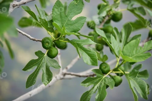 Preview: Fig growing on tree in the sunset