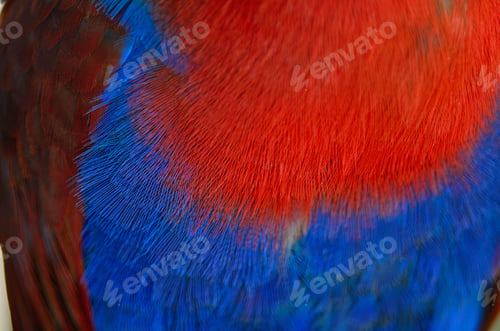 Preview: Electus parrot feather