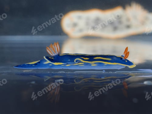 Preview: Blue nudibranch (Hypselodoris festiva)