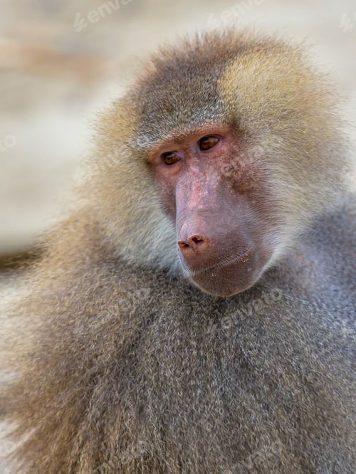 Preview: Portrait of Hamadryas baboon
