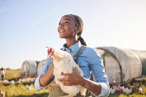 Preview: Farm, agriculture and black woman with chicken in field, countryside or nature for protein, growth