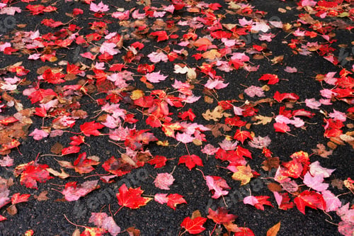 Preview: Autumn leaves on a pavement
