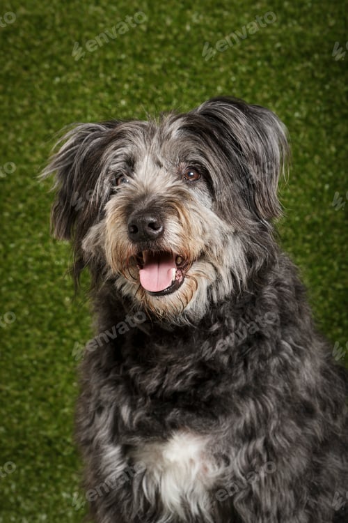 Preview: Studio portrait of an expressive catalan sheep dog