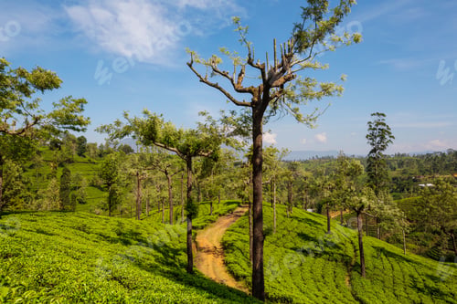 Preview: Tea plantation