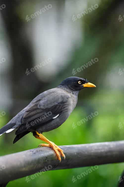 Preview: Javan myna is perched on a wooden bar in a lush, forested area, looking around alertly