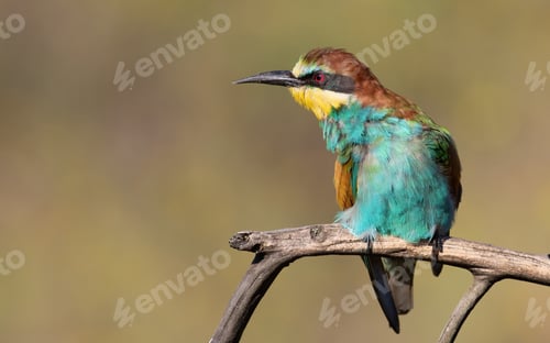 Preview: European bee-eater, Merops apiaster. A bird sits on a branch curving to the side