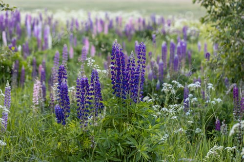 Preview: Lupine flowers in a foggy field during sunset in the Moscow region