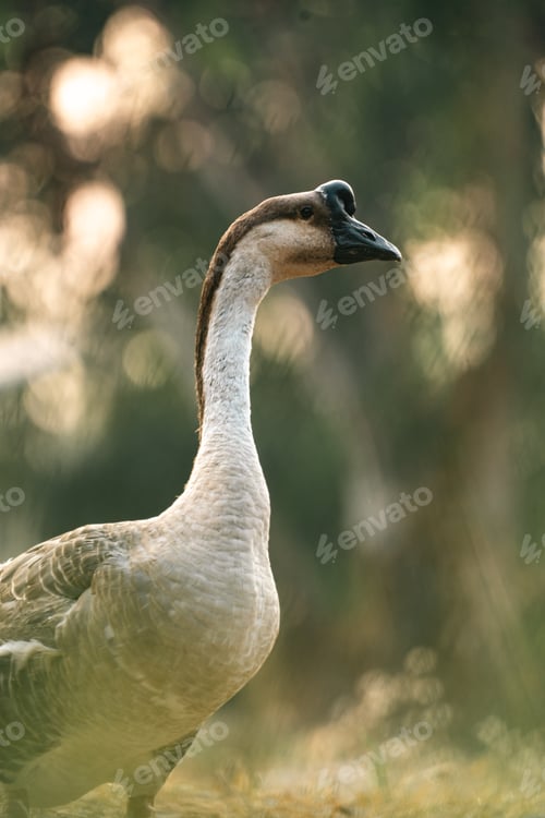 Preview: Group of White Ducks or Geese Roaming Freely in a Rural Farm Park, Closer Look at the Domestic