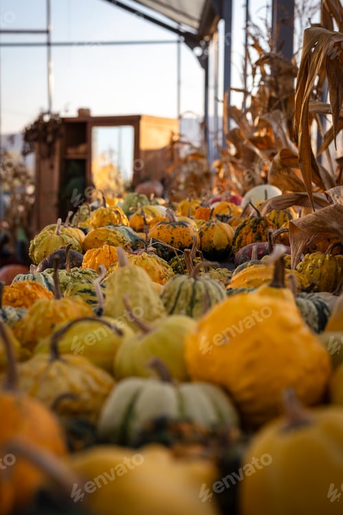 Preview: Variety of Pumpkins for Halloween