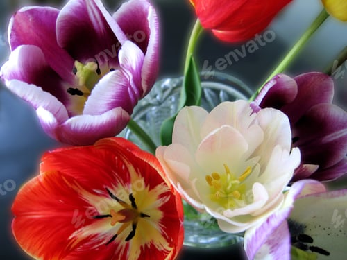 Preview: beautiful tulips