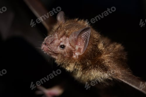 Preview: Closeup of a spooky common vampire bat