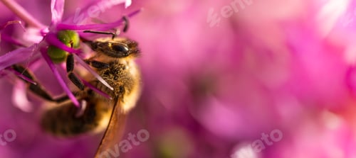 Preview: A beautiful bee diligently pollinating a vibrant flower in the splendid bloom of spring