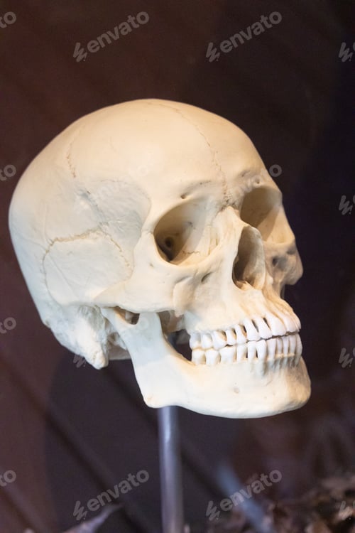 Preview: Closeup shot of a human skull with complete set of teeth displayed in a museum