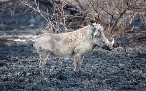 Preview: Warthog standing in a burnt ground, Savanna Fire Management in Kruger Park, South Africa.
