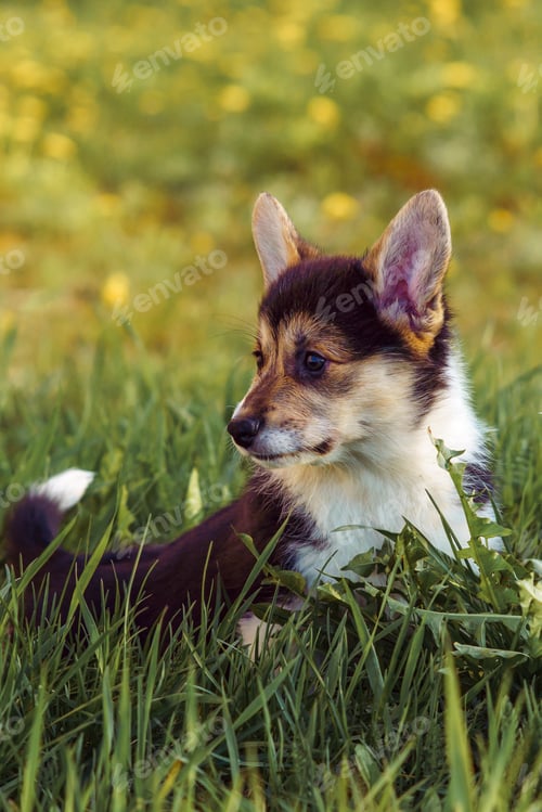 Preview: Petit sable-white Corgi cub relaxing on green grass outdoor. Short and fluffy doggy exploring area