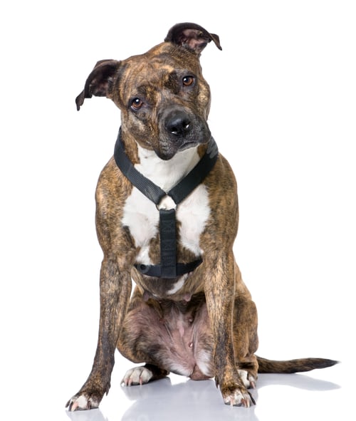Preview: American Staffordshire terrier (4 years old) sitting