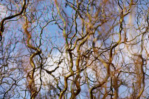 Preview: Bare branches of a curly tree on a background of blue sky with clouds. selective focus